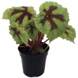 Iron Cross Rex Begonia